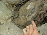 Fossil tree trunk photo