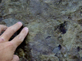 Leaf fossils photo