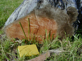 stump found in lahar photo