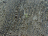 turbidites photo
