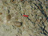 conglomerate photo