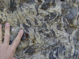 Polywog agmatite photo