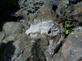 limestone photo