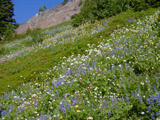 Stevens Ridge photo