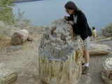 Petrified wood photo