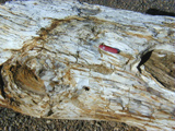 Petrified log photo